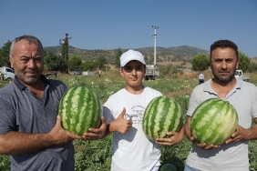 ADANA'NIN SICAĞI AYDIN'A YARADI AŞIRI SICAK ADANA KARPUZUNU YAKINCA AYDIN KARPUZU DEĞERLENDİ