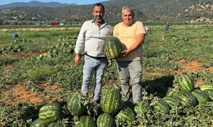 ÇİNE KARPUZU (2)