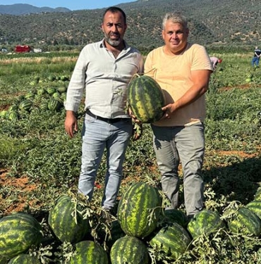 ÇİNE KARPUZU (2)