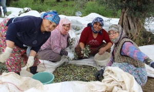 SOFRALIK ZEYTİN ÜRETİMİNİN YÜZDE 10'UNU AYDIN KARŞILIYOR