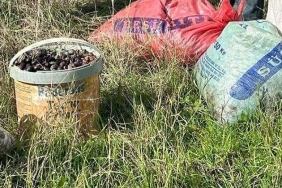 zeytin hırsızlığı