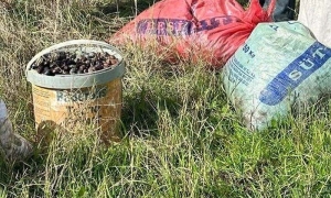 zeytin hırsızlığı