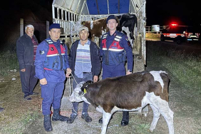 KAYIP HAYVANLARI JANDARMA BULDU