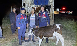 KAYIP HAYVANLARI JANDARMA BULDU