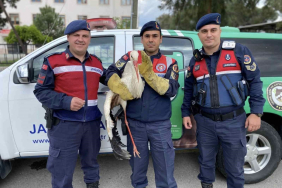 YARALI LEYLEĞE JANDARMA YARDIM ELİNİ UZATTI