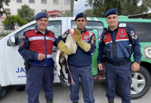 YARALI LEYLEĞE JANDARMA YARDIM ELİNİ UZATTI