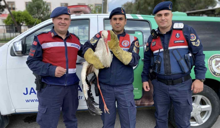 Yaralı leyleğe jandarma yardım elini uzattı