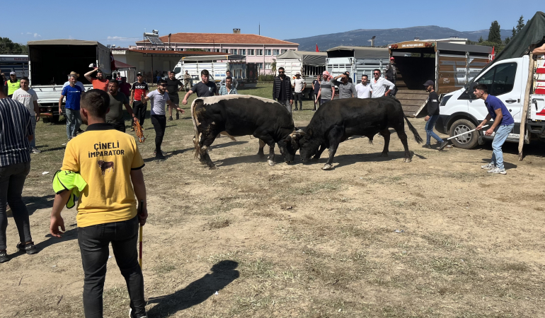 Boğalar spor kulübü için güreşti