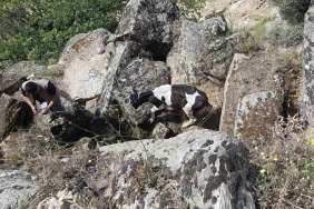 KAYBOLAN İNEKLER, UÇURUMDA BULUNDU KAYIP BÜYÜKBAŞ HAYVANLAR DRONLA TESPİT EDİLDİ