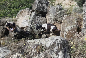 KAYBOLAN İNEKLER, UÇURUMDA BULUNDU KAYIP BÜYÜKBAŞ HAYVANLAR DRONLA TESPİT EDİLDİ