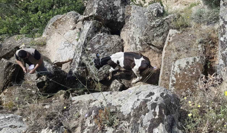 Kaybolan inekler, uçurumda bulundu