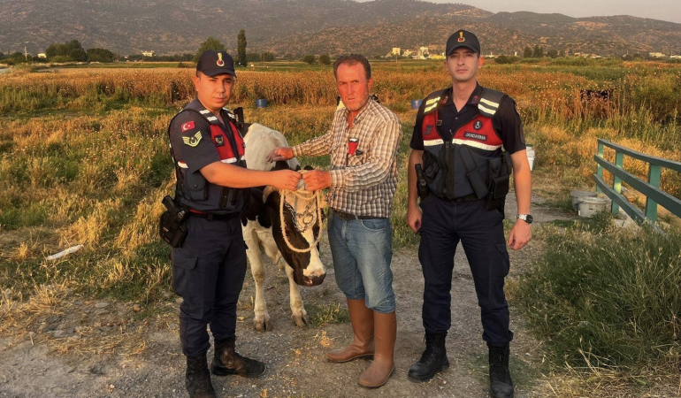 Çalınan hayvanı jandarma buldu