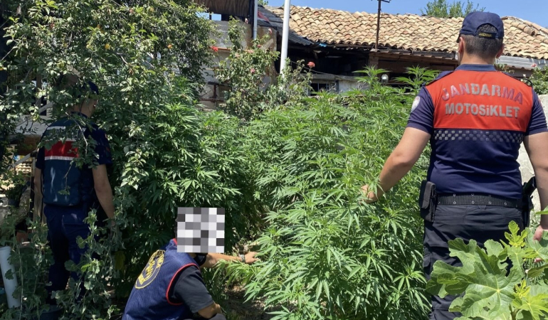 Çine’de uyuşturucu serasına jandarma baskını