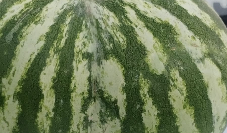 İkiz karpuz görenleri şaşırttı