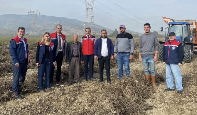 Çine, yer fıstığı üretiminde zirvede