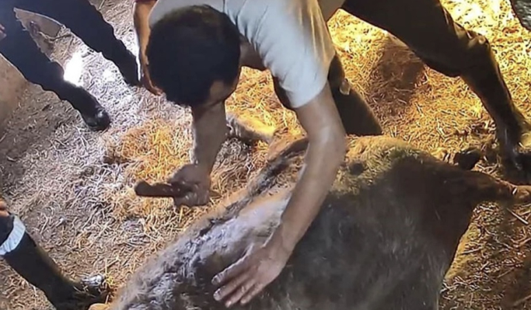 İneği ekmek bıçağıyla ameliyat ettiler