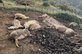 AYDIN'DA KURT SALDIRISI VATANDAŞLARI TEDİRGİN ETTİ KURDUN SALDIRDIĞI ÇOK SAYIDA HAYVAN TELEF OLDU