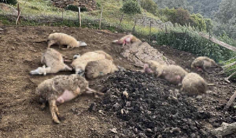 AYDIN'DA KURT SALDIRISI VATANDAŞLARI TEDİRGİN ETTİ KURDUN SALDIRDIĞI ÇOK SAYIDA HAYVAN TELEF OLDU